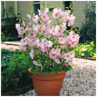 Lavatera 'Barnsley Baby'