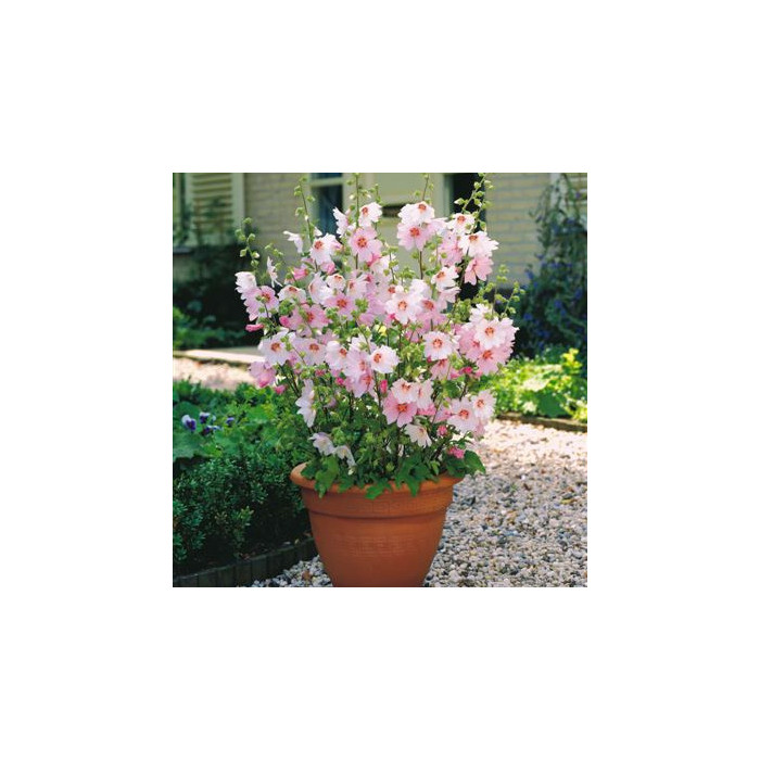 Lavatera 'Barnsley Baby'