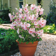 Lavatera 'Barnsley Baby'