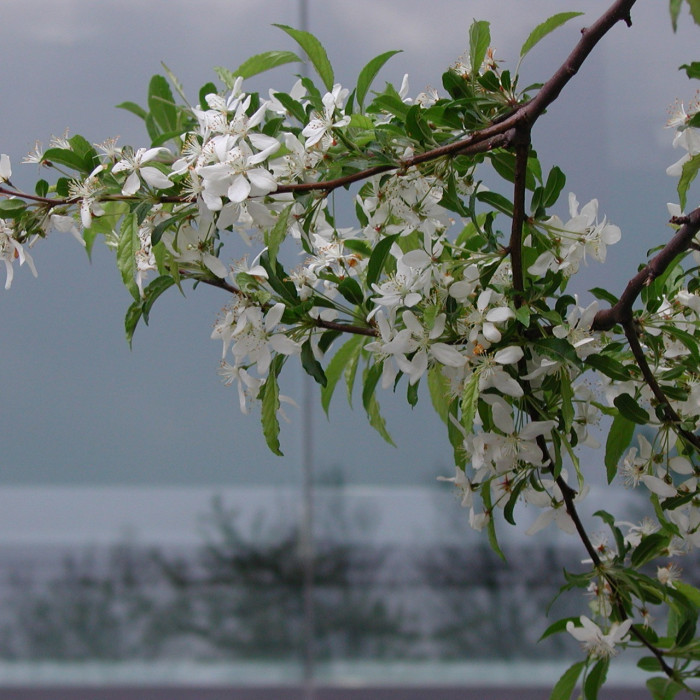Malus toringo