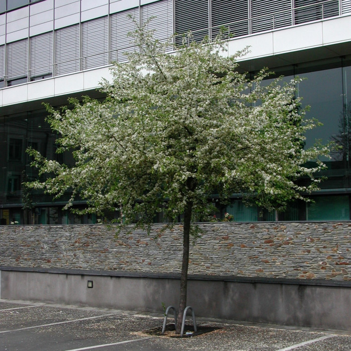 Malus toringo