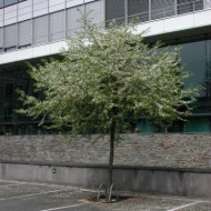 Malus toringo