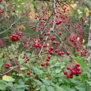 Malus toringo