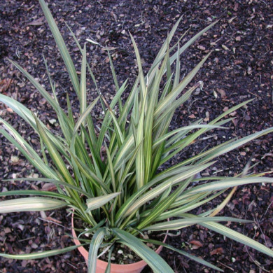 Phormium 'Apricot Queen'