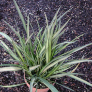Phormium 'Apricot Queen'