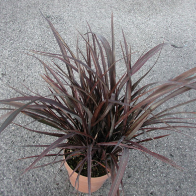 Phormium 'Bronze Baby'