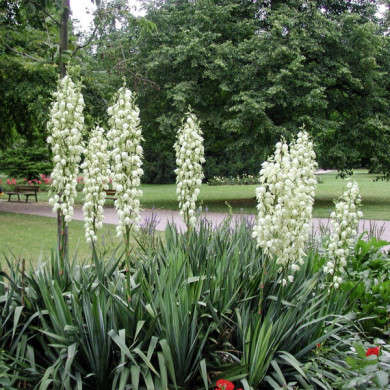 Yucca filamentosa