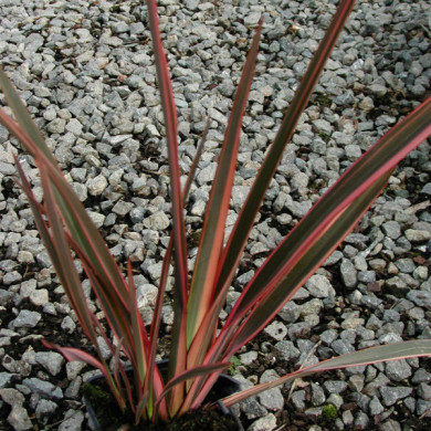 Phormium 'Maori Queen'