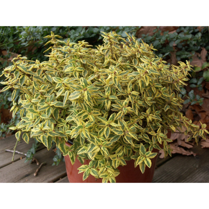 Cistus x hybridus Rospico® rencis