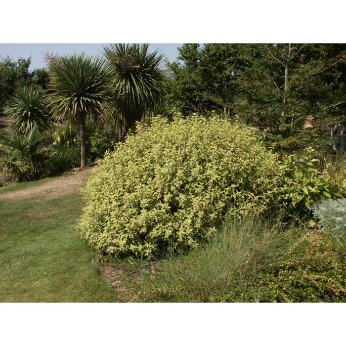 Cistus x hybridus Rospico® rencis