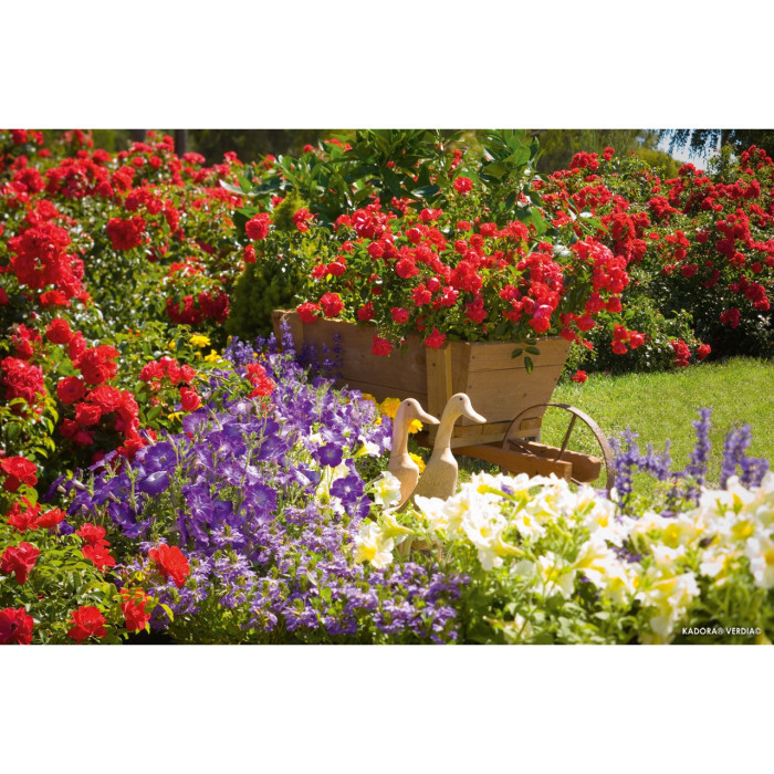 Rosier paysager DECOROSIERS® Kadora®