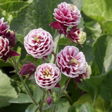 Aquilegia vulgaris 'Winky Red-white'
