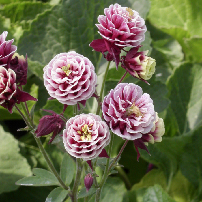 Aquilegia vulgaris 'Winky Red-white'
