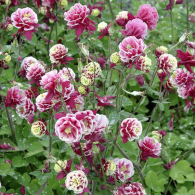 Aquilegia vulgaris 'Winky Red-white'