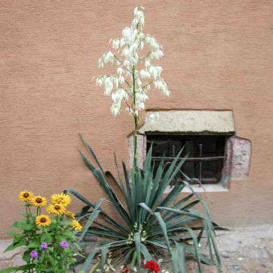 Yucca filamentosa