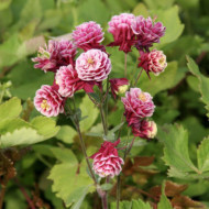 Aquilegia vulgaris 'Winky Red-white'