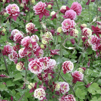 Aquilegia vulgaris 'Winky Red-white'