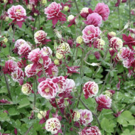Aquilegia vulgaris 'Winky Red-white'