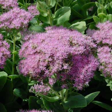Sedum spectabile 'Carmen'