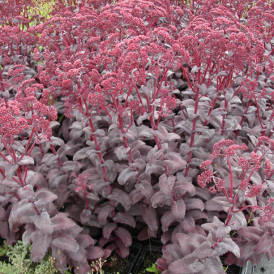 Sedum 'Purple Emperor'