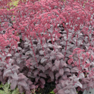 Sedum 'Purple Emperor'