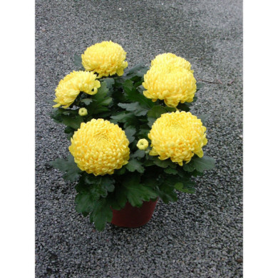 Chrysanthèmes grosses fleurs jaunes