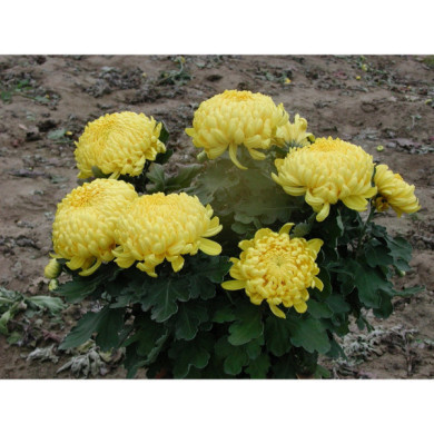 Chrysanthèmes grosses fleurs jaunes