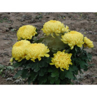 Chrysanthèmes grosses fleurs jaunes