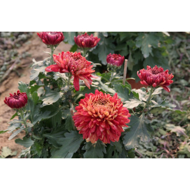 Chrysanthèmes grosses fleurs rouges