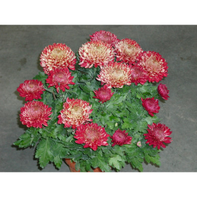 Chrysanthèmes grosses fleurs rouges