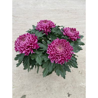 Chrysanthèmes grosses fleurs violettes