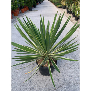 Yucca gloriosa 'Variegata'