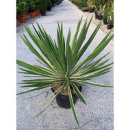 Yucca gloriosa 'Variegata'