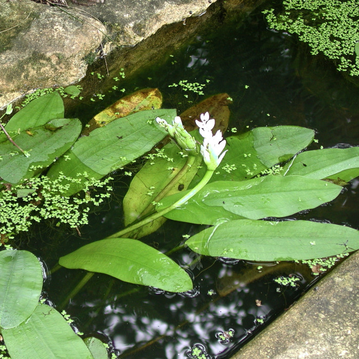 Aponogeton distachyos