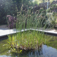 Cyperus longus