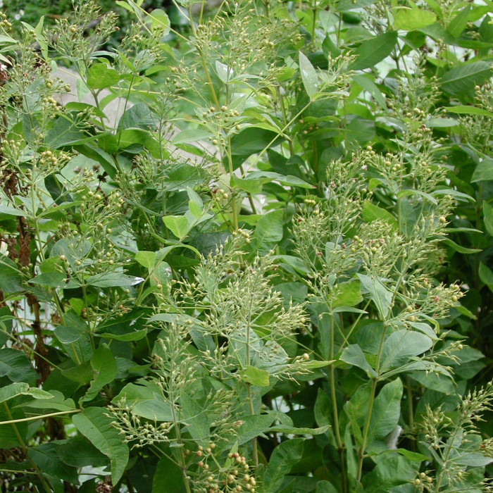 Lysimachia vulgaris