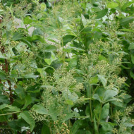 Lysimachia vulgaris