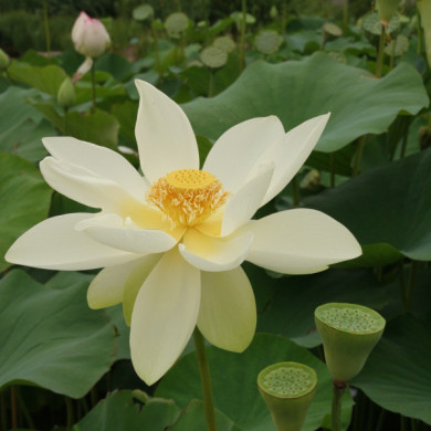 Nelumbo nucifera 'Alba Grandiflora'