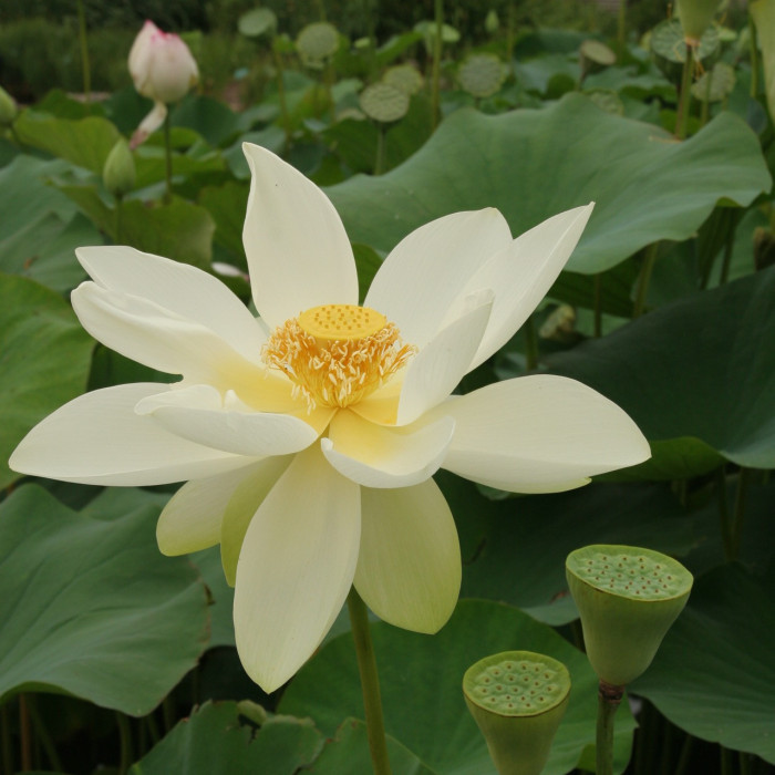 Nelumbo nucifera 'Alba Grandiflora'