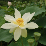 Nelumbo nucifera 'Alba Grandiflora'
