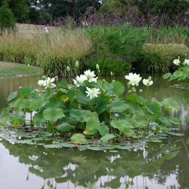 Nelumbo nucifera 'Alba Grandiflora'
