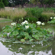 Nelumbo nucifera 'Alba Grandiflora'