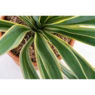 Yucca gloriosa 'Variegata'