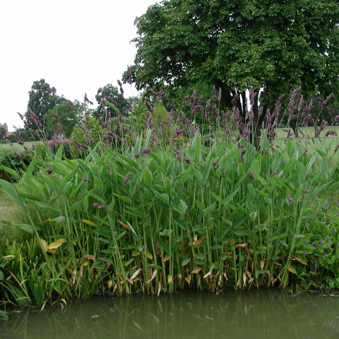 Thalia dealbata