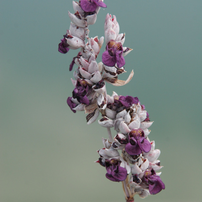 Thalia dealbata