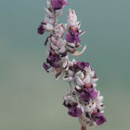 Thalia dealbata