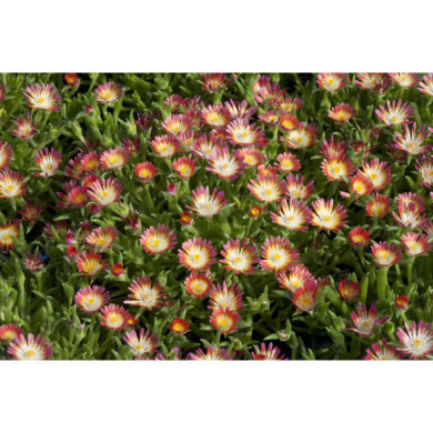Delosperma cooperi 'Jewel of Desert Garnet'