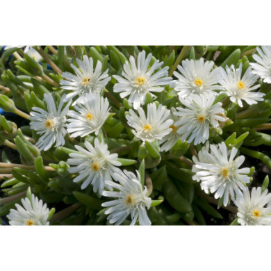 Delosperma cooperi 'Jewel of Desert Moon Stone'