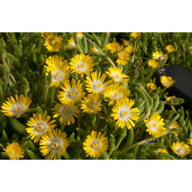 Delosperma cooperi 'Jewel of Desert Peridott'