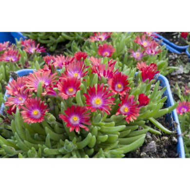 Delosperma cooperi 'Jewel of Desert Ruby'